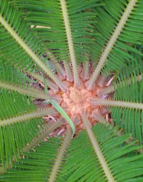 Fotografia 4 da espécie Cycas revoluta no Jardim Botânico UTAD