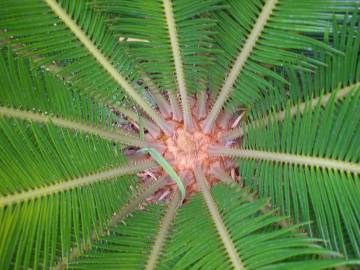 Fotografia da espécie Cycas revoluta