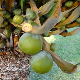 Fotografia da espécie Cycas revoluta