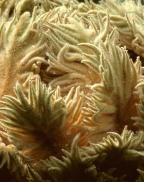 Fotografia 6 da espécie Cycas revoluta no Jardim Botânico UTAD