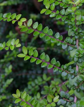 Fotografia 7 da espécie Lonicera nitida no Jardim Botânico UTAD