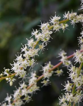 Fotografia 3 da espécie Anredera cordifolia no Jardim Botânico UTAD