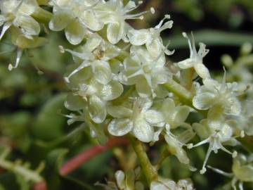 Fotografia da espécie Anredera cordifolia