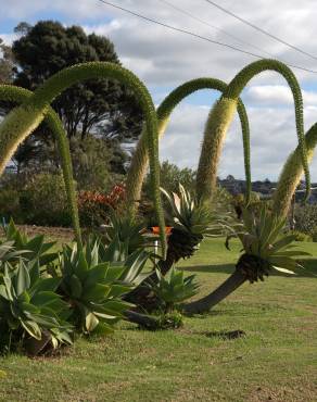 Fotografia 3 da espécie Agave attenuata no Jardim Botânico UTAD