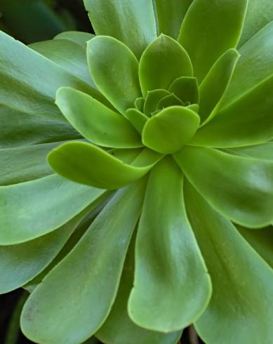 Fotografia de capa Aeonium arboreum - do Jardim Botânico