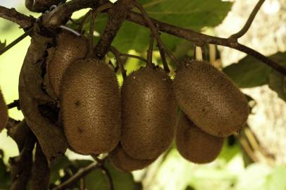 Fotografia da espécie Actinidia deliciosa