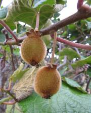 Fotografia da espécie Actinidia deliciosa