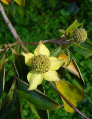 Cornus capitata