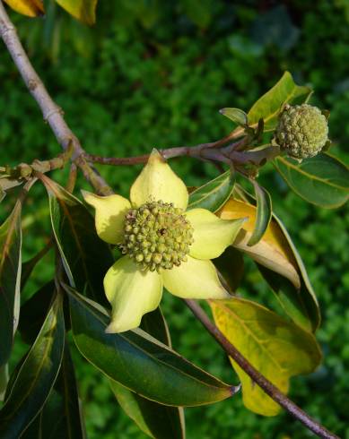 Fotografia de capa Cornus capitata - do Jardim Botânico