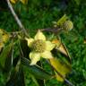 Fotografia 1 da espécie Cornus capitata do Jardim Botânico UTAD