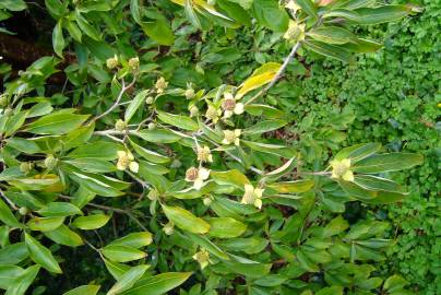 Fotografia da espécie Cornus capitata