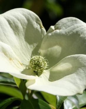 Fotografia 4 da espécie Cornus capitata no Jardim Botânico UTAD