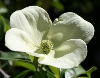 Fotografia da espécie Cornus capitata
