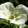 Fotografia 4 da espécie Cornus capitata do Jardim Botânico UTAD