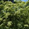 Fotografia 5 da espécie Cornus capitata do Jardim Botânico UTAD