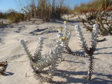 Fotografia da espécie Otanthus maritimus