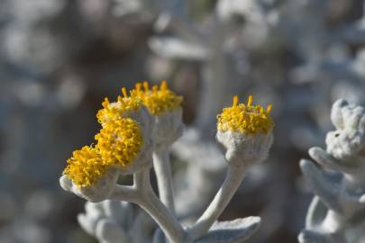 Fotografia da espécie Otanthus maritimus