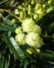 Fotografia da espécie Acacia mearnsii