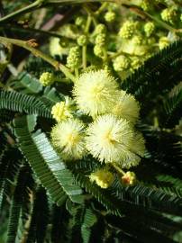 Fotografia da espécie Acacia mearnsii