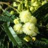 Fotografia 1 da espécie Acacia mearnsii do Jardim Botânico UTAD