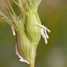 Fotografia 3 da espécie Aegilops geniculata do Jardim Botânico UTAD