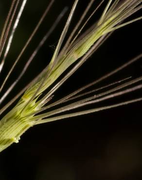 Fotografia 2 da espécie Aegilops triuncialis no Jardim Botânico UTAD