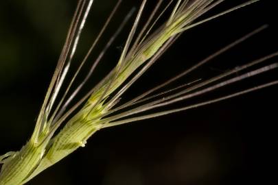 Fotografia da espécie Aegilops triuncialis