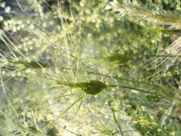 Fotografia da espécie Aegilops triuncialis