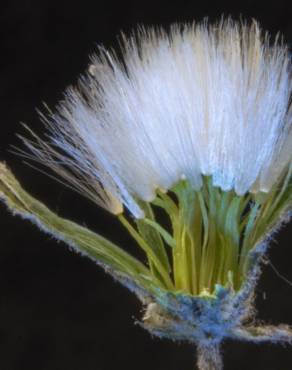 Fotografia 8 da espécie Chondrilla juncea no Jardim Botânico UTAD