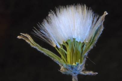 Fotografia da espécie Chondrilla juncea