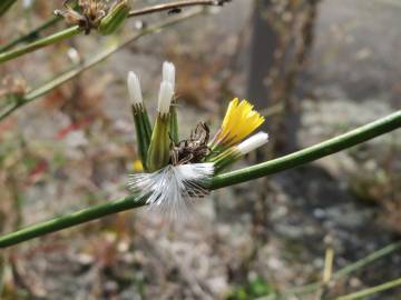 Fotografia da espécie Chondrilla juncea