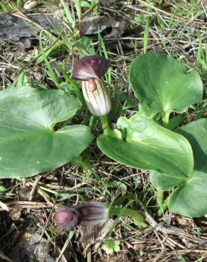 Fotografia 2 da espécie Arisarum simorrhinum no Jardim Botânico UTAD