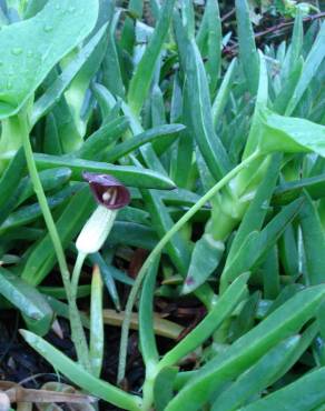 Fotografia 3 da espécie Arisarum simorrhinum no Jardim Botânico UTAD