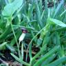 Fotografia 3 da espécie Arisarum simorrhinum do Jardim Botânico UTAD