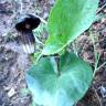 Fotografia 4 da espécie Arisarum simorrhinum do Jardim Botânico UTAD