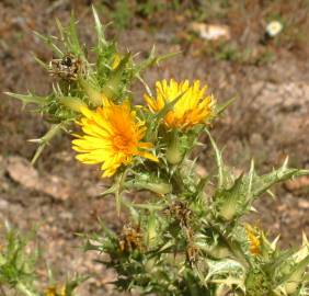 Fotografia da espécie Scolymus hispanicus