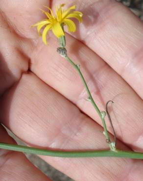 Fotografia 10 da espécie Chondrilla juncea no Jardim Botânico UTAD