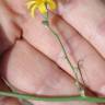 Fotografia 10 da espécie Chondrilla juncea do Jardim Botânico UTAD