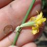 Fotografia 11 da espécie Chondrilla juncea do Jardim Botânico UTAD