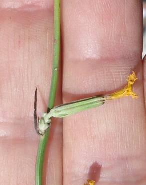 Fotografia 12 da espécie Chondrilla juncea no Jardim Botânico UTAD