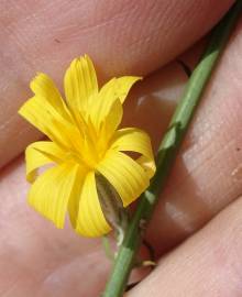 Fotografia da espécie Chondrilla juncea