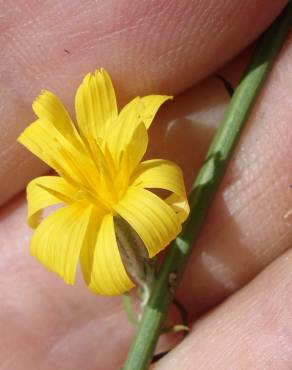 Fotografia 13 da espécie Chondrilla juncea no Jardim Botânico UTAD