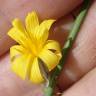 Fotografia 13 da espécie Chondrilla juncea do Jardim Botânico UTAD