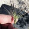 Fotografia 6 da espécie Aegilops geniculata do Jardim Botânico UTAD