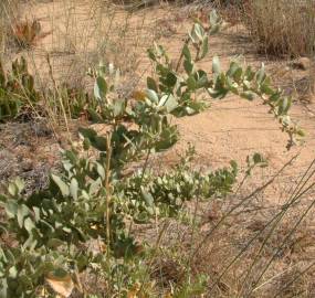 Fotografia da espécie Atriplex halimus