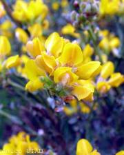 Fotografia da espécie Pterospartum tridentatum