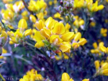 Fotografia da espécie Pterospartum tridentatum subesp. lasianthum
