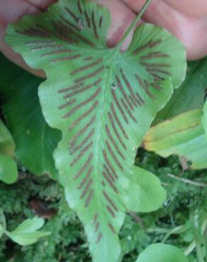 Fotografia 1 da espécie Asplenium hemionitis no Jardim Botânico UTAD