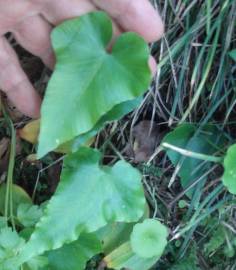 Fotografia da espécie Asplenium hemionitis