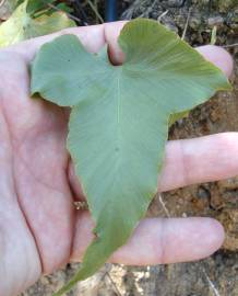 Fotografia da espécie Asplenium hemionitis